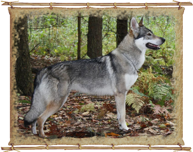 Chunami from Bandit´s World