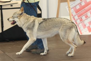 Delphi from Bandit´s World Ausstellung Krefeld