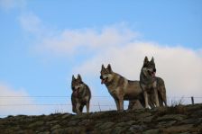 Pepples, Kalli und Chu