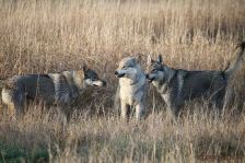 Chu, Delphi und Pepples