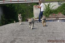 Gwynifer, Delphi & Kalli