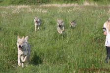 Delphi, Chu, Kalli & Pepples