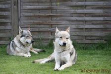 Chu & Delphi