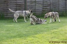 Kalli, Pepples & Gwynifer