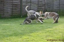 Kalli, Pepples & Gwynifer