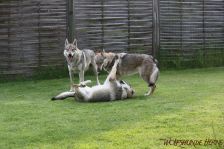 Kalli, Pepples & Gwynifer