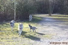 Chu, Delphi, Pepples und Kalli