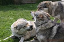 Delphi, Chunami und Pepples
