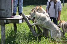 Delphi, Kalli & Easy