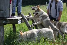 Delphi, Kalli & Easy