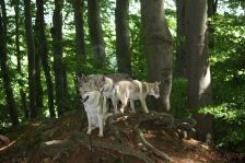 Chu, Luke, Delphi & Easy