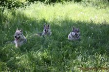 Delphi, Kalli & Chu