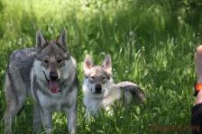 Kallo & Easy