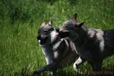 Chu & Delphi