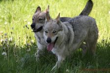 Chu & Delphi