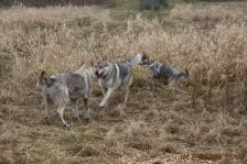 Delphi, Luke & Kalli
