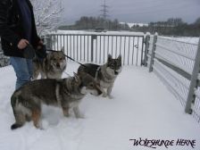 Bandit, Shakira & Chunami