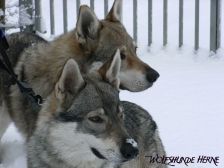 Bandit & Chunami