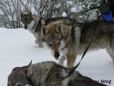 Chunami, Bandit & Shakira