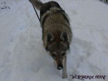 Bandit