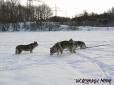 Shakira, Bandit & Chunami