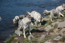 Easy, Chu, Delphi & Kalli