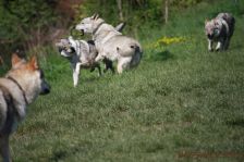 Chu, Delphi & Kalli