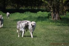Chu & Delphi