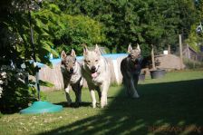 Chunami, Delphi und Pepples