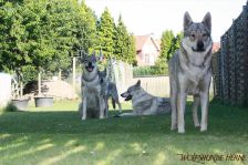 Pepples, Chunami, Delphi und Kalli
