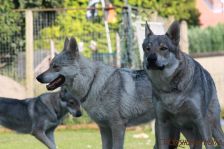 Delphi und Kalli