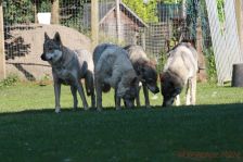 Kalli, Delphi, Pepples und Chunami