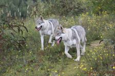 Delphi & Kalli