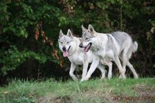 Delphi & Kalli