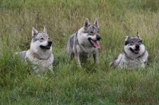 Delphi, Kalli & Chu