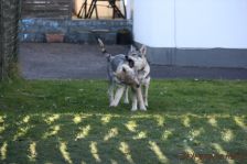 Floyd und Pepples