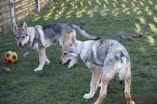 Pepples und Floyd
