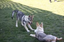 Pepples und Floyd