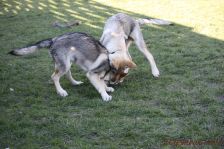 Pepples und Floyd