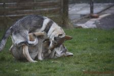 Pepples und Floyd