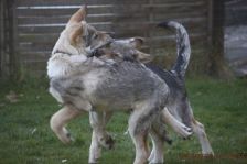 Floyd und Pepples