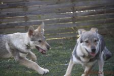 Floyd und Pepples