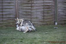 Pepples und Floyd