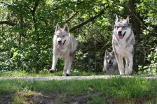 Delphi, Kalli & Chu