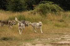 Sarik, Kalli, Camino & Delphi