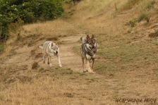 Delphi & Sarik
