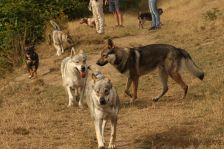 Camino, Delphi, Kalli & Sarik
