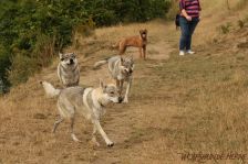 Chu, Easy & Kalli