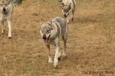Luke, Kalli & Chu