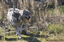 Pepples und Delphi